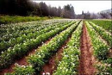 دانلود مقاله نقش و اهمیت کشاورزی پایدار 